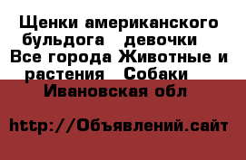 Щенки американского бульдога ( девочки) - Все города Животные и растения » Собаки   . Ивановская обл.